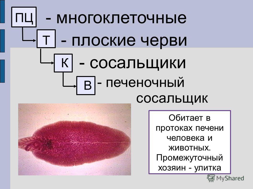 Кракен зеркало ссылка онлайн