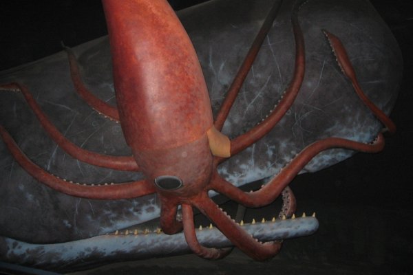 Kraken darknet marketplace
